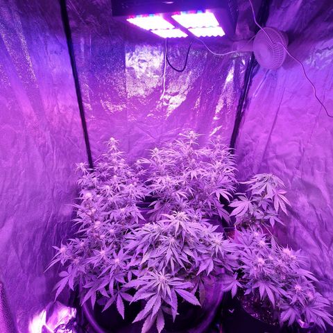 LSD Auto growlog timeline photo