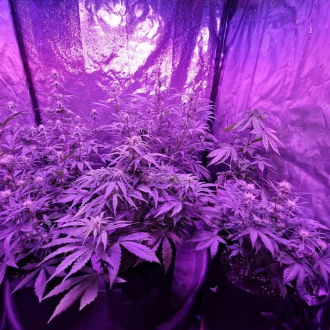 LSD Auto growlog timeline photo