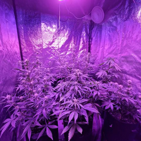 LSD Auto growlog timeline photo