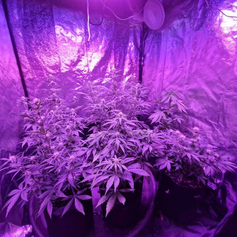 LSD Auto growlog timeline photo