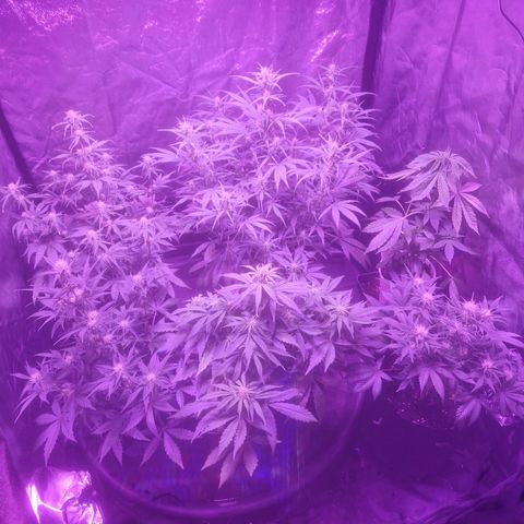 LSD Auto growlog timeline photo