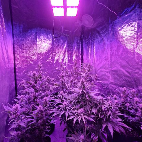 LSD Auto growlog timeline photo