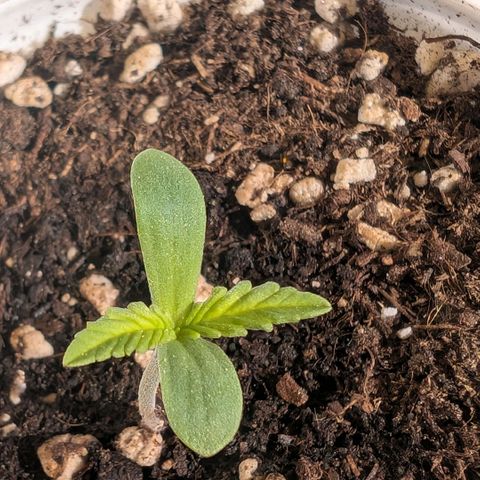 Banana Kush Cake Automatic #1 growlog timeline photo