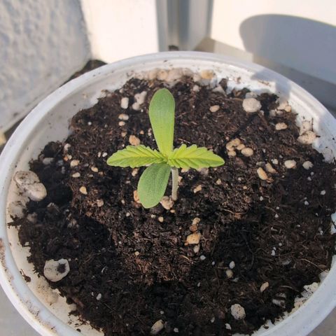 Banana Kush Cake Automatic #1 growlog timeline photo