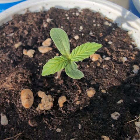 Banana Kush Cake Automatic #2 growlog timeline photo