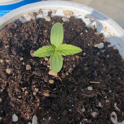 Banana Kush Cake Automatic #3 growlog timeline photo