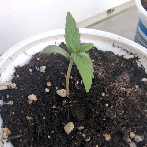 Banana Kush Cake Automatic #3 growlog timeline photo