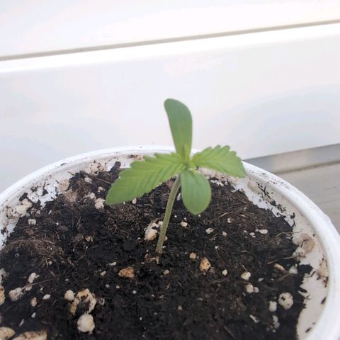 Banana Kush Cake Automatic #1 growlog timeline photo
