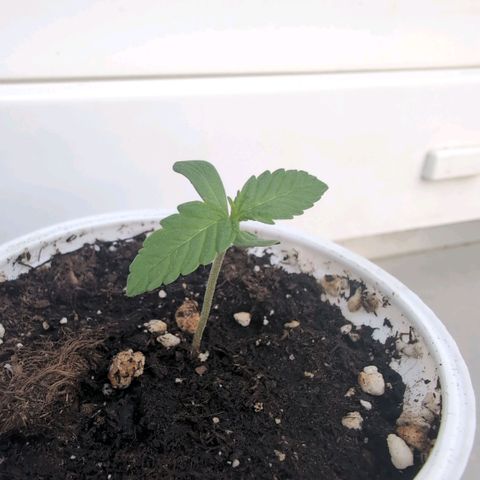 Banana Kush Cake Automatic #2 growlog timeline photo