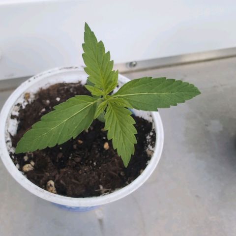 Banana Kush Cake Automatic #2 growlog timeline photo