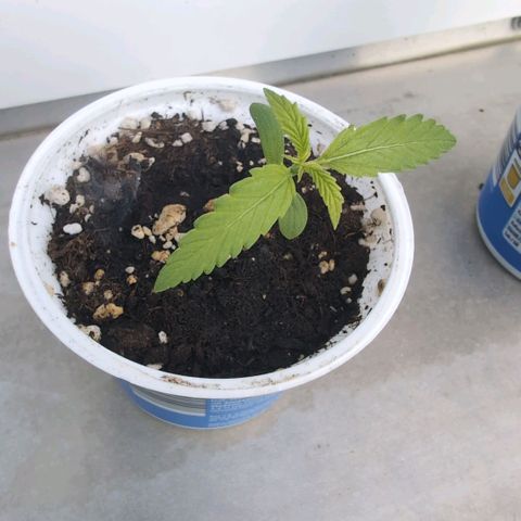 Banana Kush Cake Automatic #1 growlog timeline photo