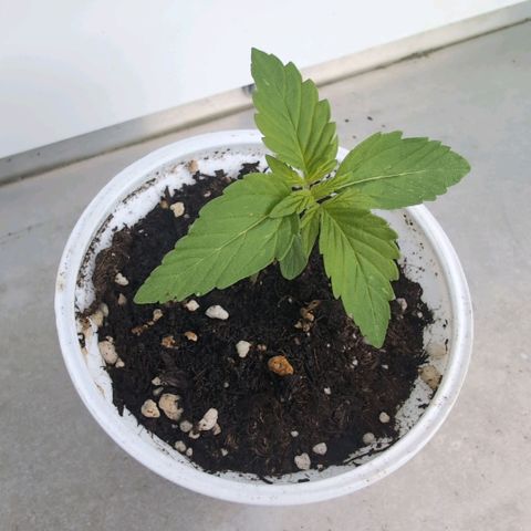 Banana Kush Cake Automatic #3 growlog timeline photo