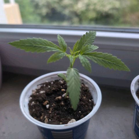 Banana Kush Cake Automatic #1 growlog timeline photo