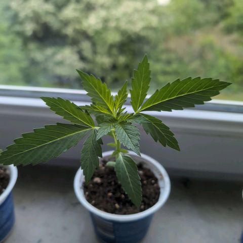 Banana Kush Cake Automatic #2 growlog timeline photo