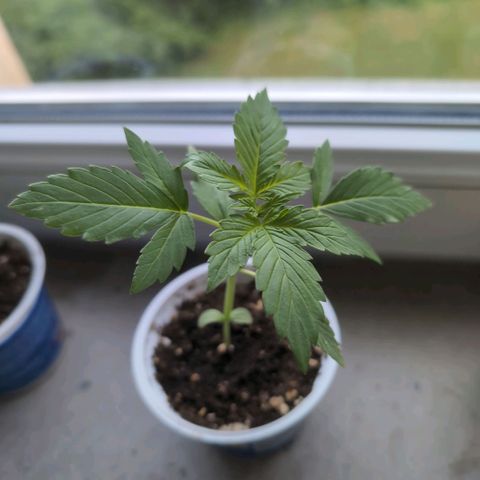Banana Kush Cake Automatic #3 growlog timeline photo