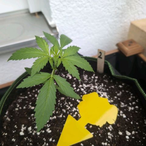 Banana Kush Cake Automatic #2 growlog timeline photo