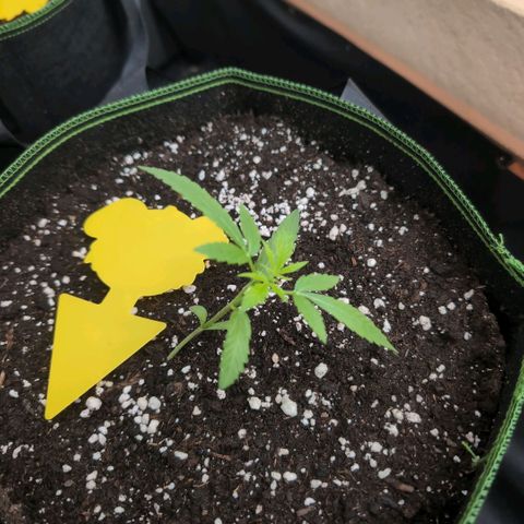 Banana Kush Cake Automatic #1 growlog timeline photo