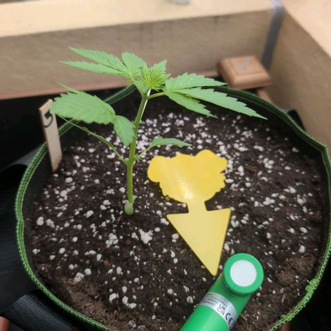 Banana Kush Cake Automatic #3 growlog timeline photo