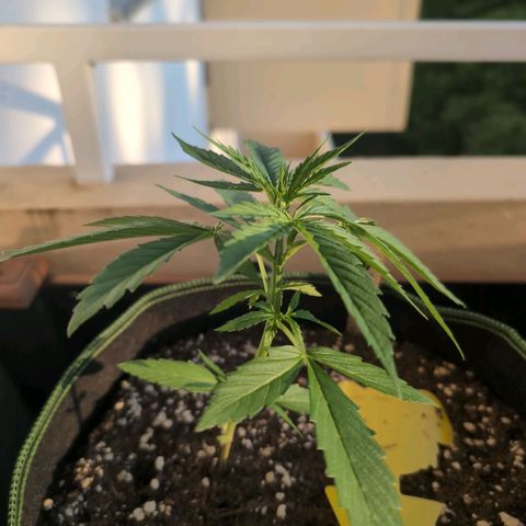 Banana Kush Cake Automatic #2 growlog timeline photo
