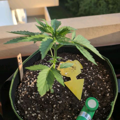 Banana Kush Cake Automatic #3 growlog timeline photo