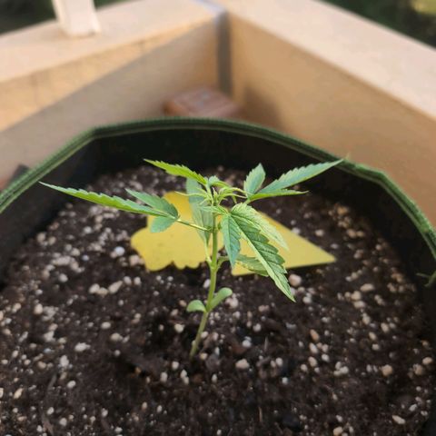 Banana Kush Cake Automatic #1 growlog timeline photo