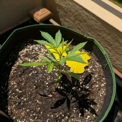 Banana Kush Cake Automatic #1 growlog timeline photo