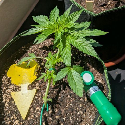 Banana Kush Cake Automatic #3 growlog timeline photo