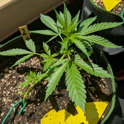 Banana Kush Cake Automatic #2 growlog timeline photo
