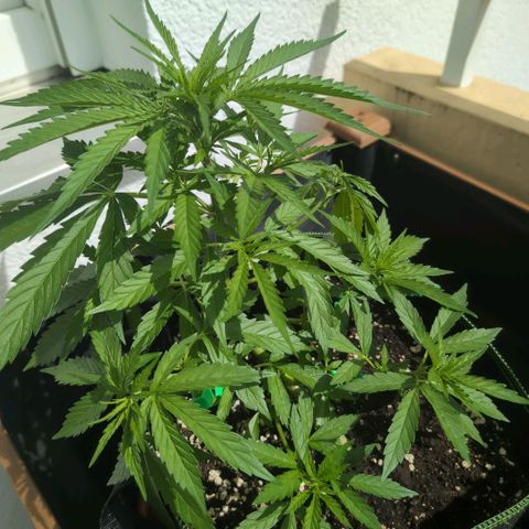 Banana Kush Cake Automatic #2 growlog timeline photo