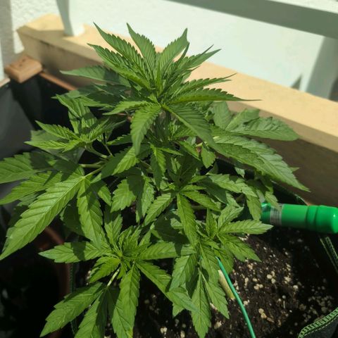 Banana Kush Cake Automatic #3 growlog timeline photo