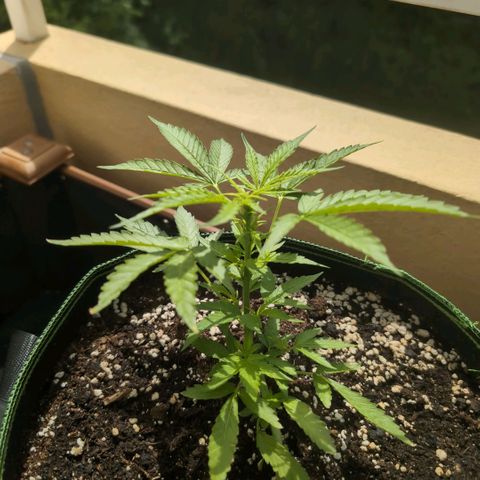 Banana Kush Cake Automatic #1 growlog timeline photo