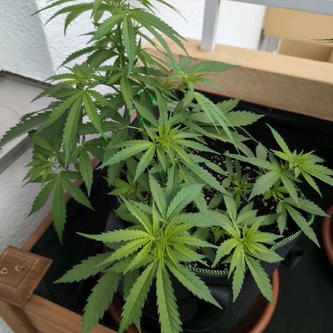 Banana Kush Cake Automatic #2 growlog timeline photo