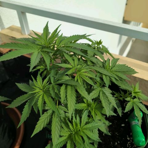 Banana Kush Cake Automatic #3 growlog timeline photo