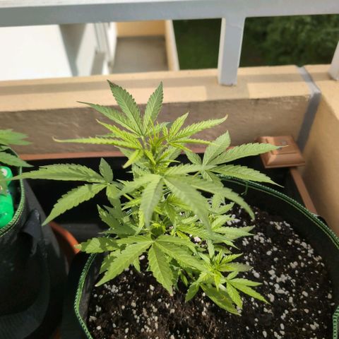 Banana Kush Cake Automatic #1 growlog timeline photo