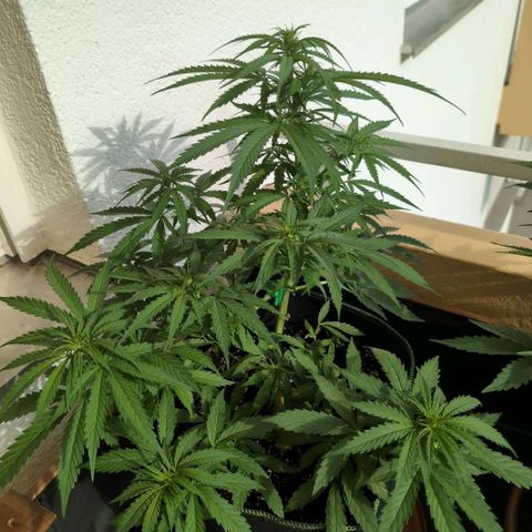Banana Kush Cake Automatic #2 growlog timeline photo