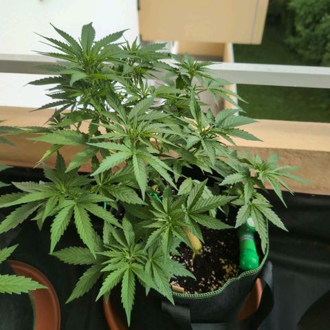 Banana Kush Cake Automatic #3 growlog timeline photo