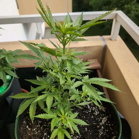Banana Kush Cake Automatic #1 growlog timeline photo