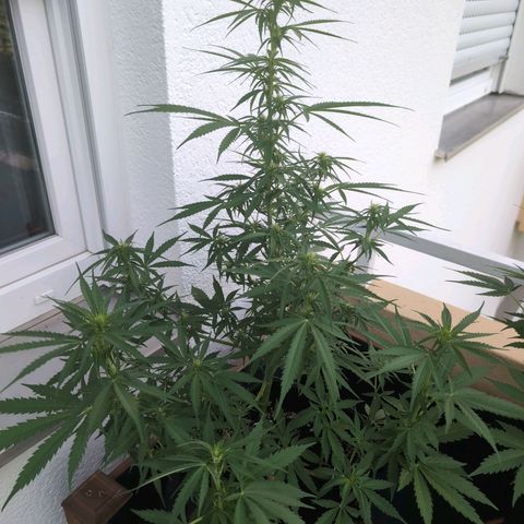 Banana Kush Cake Automatic #2 growlog timeline photo