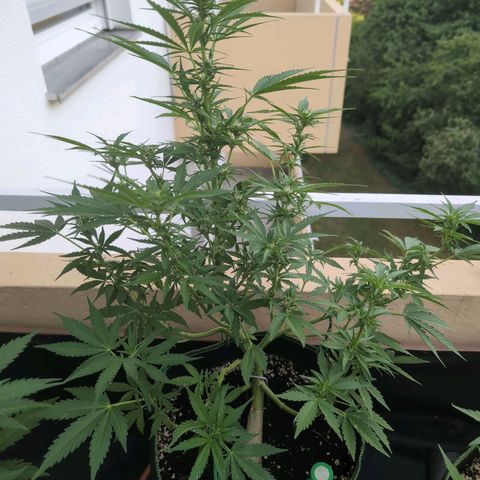 Banana Kush Cake Automatic #3 growlog timeline photo