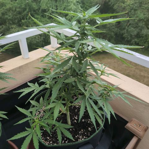 Banana Kush Cake Automatic #1 growlog timeline photo