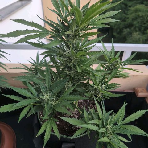 Banana Kush Cake Automatic #1 growlog timeline photo