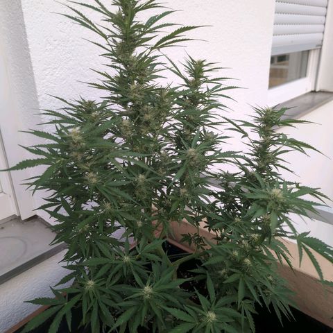 Banana Kush Cake Automatic #3 growlog timeline photo