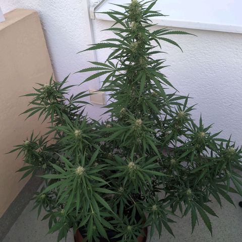 Banana Kush Cake Automatic #2 growlog timeline photo