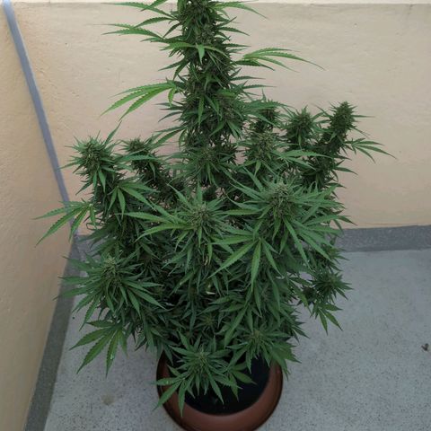 Banana Kush Cake Automatic #2 growlog timeline photo