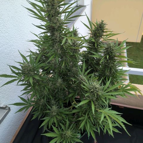 Banana Kush Cake Automatic #3 growlog timeline photo