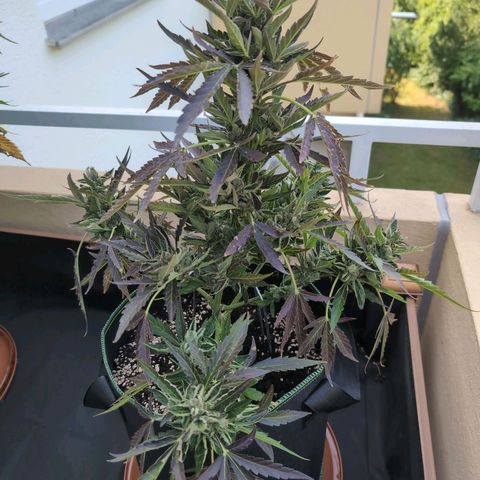 Banana Kush Cake Automatic #1 growlog timeline photo