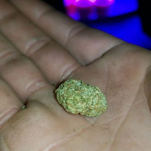BLUE SUNSHINE growlog photo: A little background and genetics on this strain... These seeds are sold out everywhere, luckily I have a few put back. 