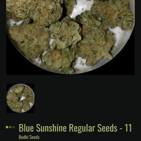 BLUE SUNSHINE growlog photo: A little background and genetics on this strain... These seeds are sold out everywhere, luckily I have a few put back. 