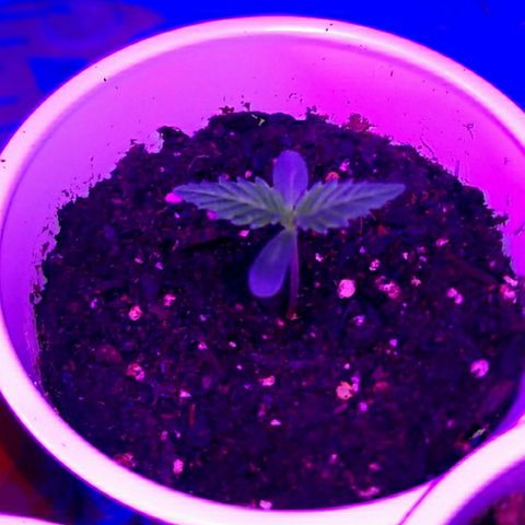 BLUE SUNSHINE growlog photo: Less than 48 hrs above dirt. 1" to 1.5" tall. 