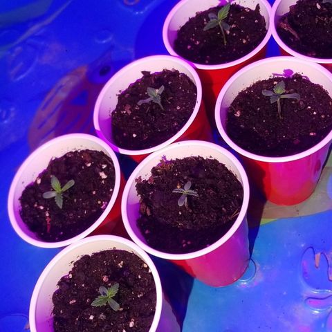 BLUE SUNSHINE growlog photo: Less than 48 hrs above dirt. 1" to 1.5" tall. 